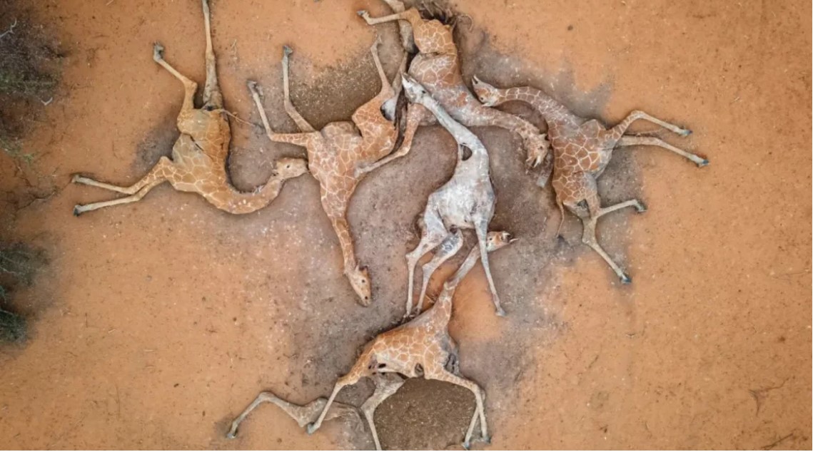 Fotografía de seis cadáveres de jirafas en la reserva natural de Sabuli, Kenya.